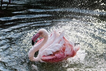 Caribbean Pink Flamingo Splashing in a Lakeの写真素材