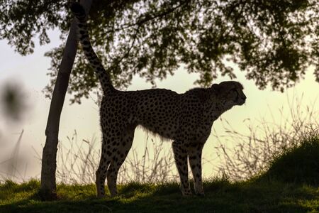 Wild Animal Cheetah or Tiger in Jungle