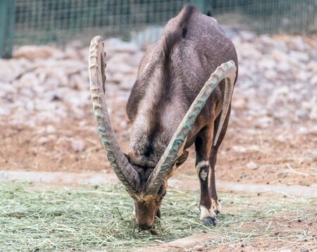 A Wild Animal Nubian Ibex with Big Horns