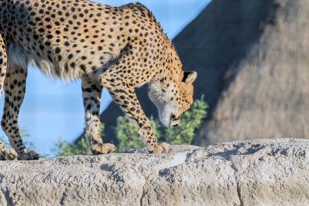 Wild Animal Cheetah or Tiger in Jungle
