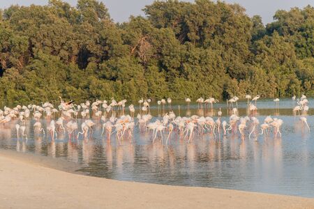 Caribbean pink flamingo at Ras al Khor Wildlife Sanctuary, a wetland reserve in Dubai, United Arab Emiratesの写真素材