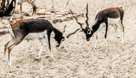 Wild Animal Blackbuck Deer (Antilope Cervicapra).の写真素材