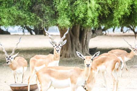 Wild Animal Blackbuck Deer (Antilope Cervicapra).