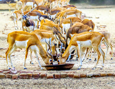 Wild Animal Blackbuck Deer (Antilope Cervicapra).