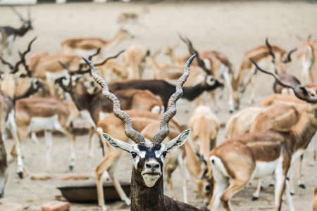 Wild Animal Blackbuck Deer (Antilope Cervicapra).の写真素材