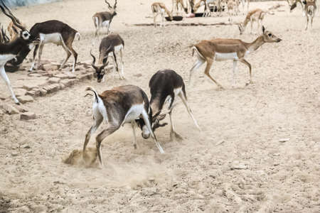 Beautiful Wild Animal Blackbuck Deer (Antilope Cervicapra) or Indian Antelope in Desertの素材 [FY310152344175]