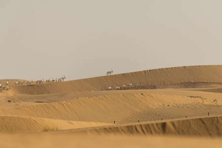 Wild Animal Arabian Oryx in Dubai Desert