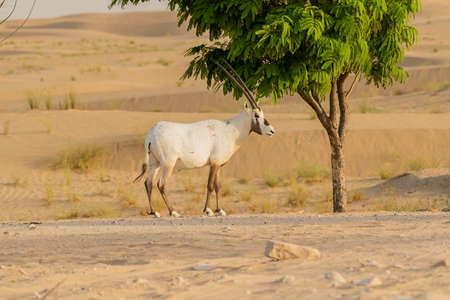 Wild Animal Arabian Oryx in Dubai Desertの写真素材