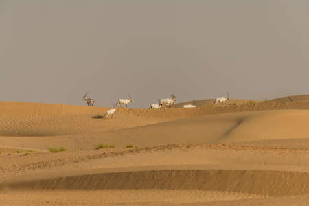 Wild Animal Arabian Oryx in Dubai Desertの写真素材