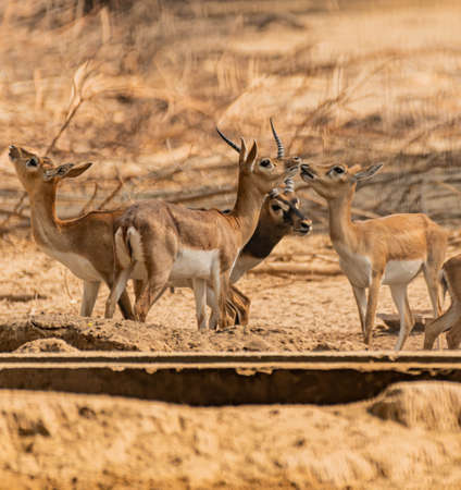 Beautiful Wild Animal Blackbuck Deer (Antilope Cervicapra) or Indian Antelope in Desert