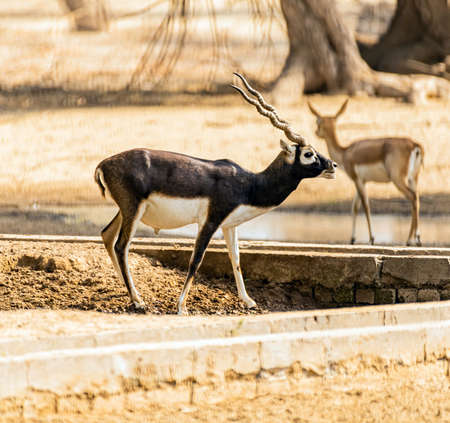 Geological landscape of Jebel Jais characterised by dry and rocky mountains, Mud Mountains in Ras Al Khaimah, United Arab Emiratesの写真素材