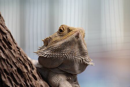 iguanaの写真素材