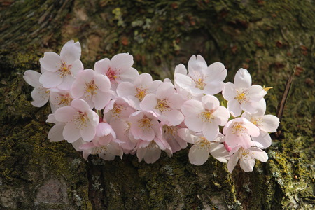 Blossom growing on a treeの写真素材