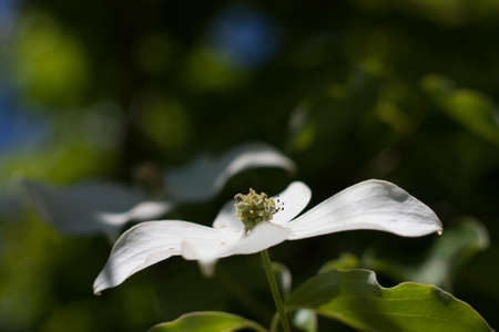 This is a picture of a flower.の写真素材