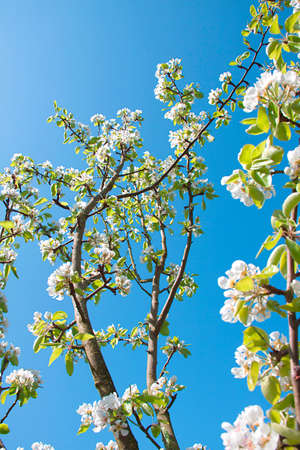 The spring, the blue sky, apple-tree costs in colours 