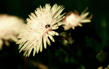 on a yellow dandelion sits Ladybugの写真素材