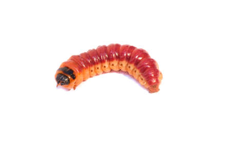 Bright colourful caterpillar on a white background