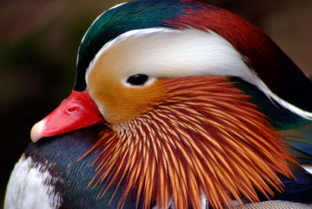 close up portrait of a mandarin duck headの写真素材