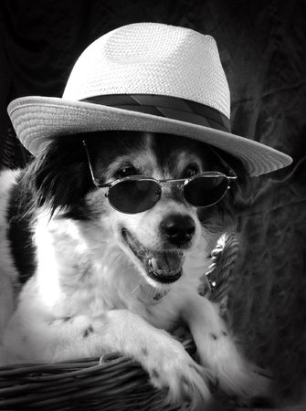 dog poses in studio dressed upの写真素材