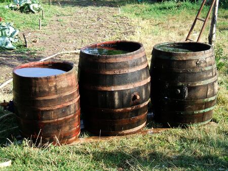 barrels of water ready for wine making.