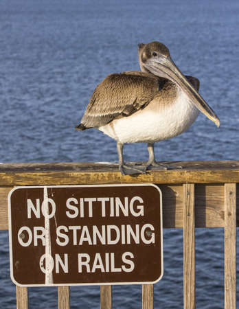 Brown pelican and signの写真素材