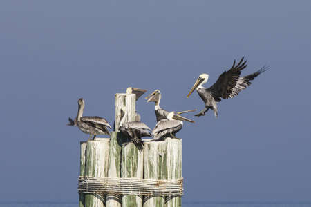 Brown pelicansの写真素材