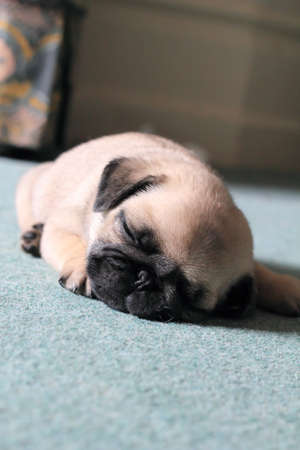 Pug Puppy finds time for a snooze の写真素材
