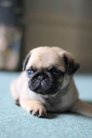 Pug Puppy has just woken upの写真素材