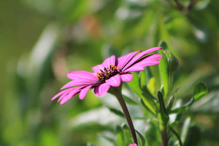 A Purple Flower against a Green Backgroundの写真素材
