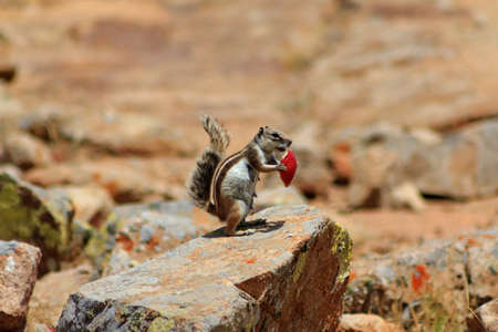 High in the mountains of Fuerteventura a Barbary ground squirrel eats a peice of apple の写真素材