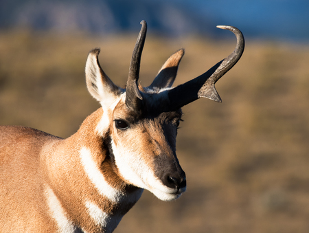Pronghorn at Sunset in Yellowstone National Parkの写真素材