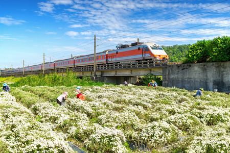 train passing through chrysanthemum field in tungluo, miaoliの写真素材