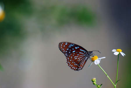 butterfly in the forestの写真素材