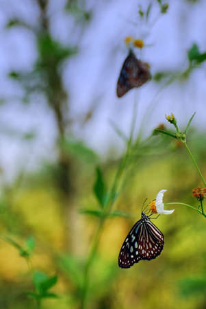 butterfly in the forestの写真素材