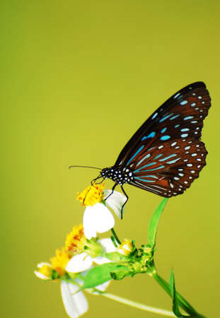 butterfly in the forestの写真素材