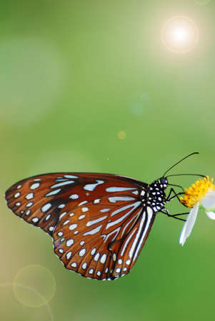 butterfly in the forestの写真素材