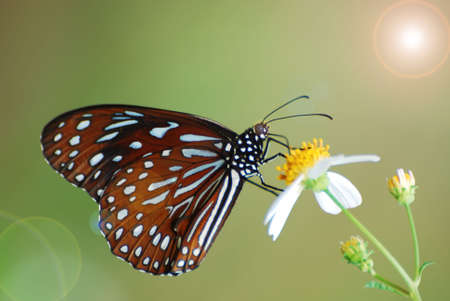 butterfly in the forestの写真素材