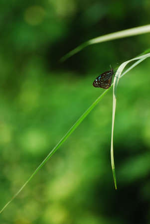 butterfly in the forestの写真素材