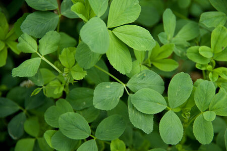 A few sprigs of alfalfa leaves