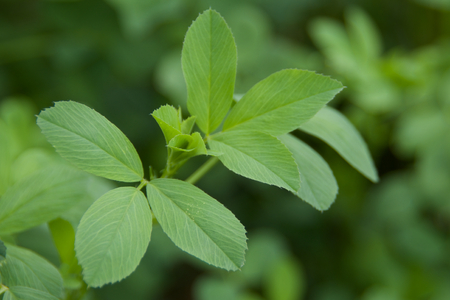 A few sprigs of alfalfa leavesの写真素材