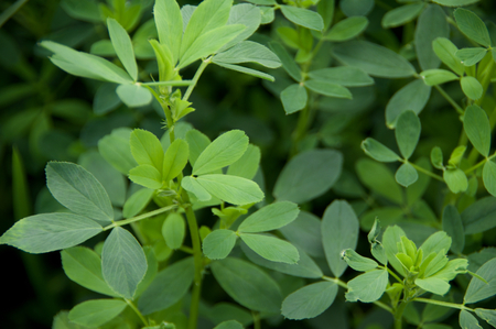 A few sprigs of alfalfa leavesの写真素材
