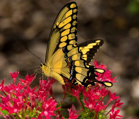 A tiger swallowtail butterfly sitting on a flower.の写真素材