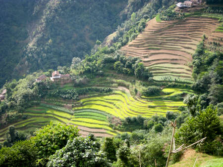 The terraced fields on the on Himlayan foothills in Nepal.の写真素材