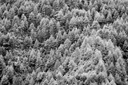 A black and white photo of a pine forest.の写真素材