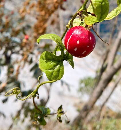 A red berry hanging on a vine with green leaves.の写真素材
