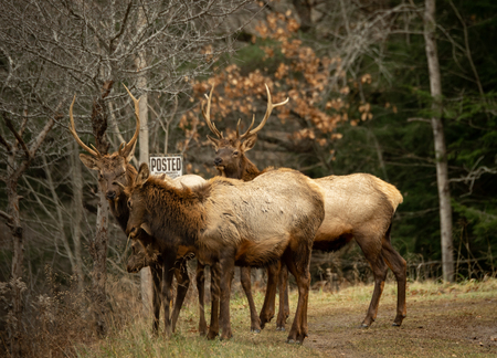 A group of four elk standing at a posted property sign.の写真素材