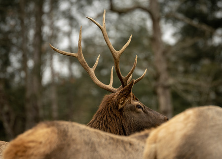 A Bull Elk Wapiti looking over the backs of the cow elk.の写真素材