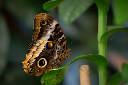 A butterfly sitting on a plant in the garden.の写真素材