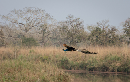 A peacock flying through the trees in Chitwan National Park in Nepal.の写真素材