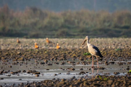 A beautiful Asian Openbill Stork or Anastomus oscitans Alongside River getting its morning breakfast.の写真素材